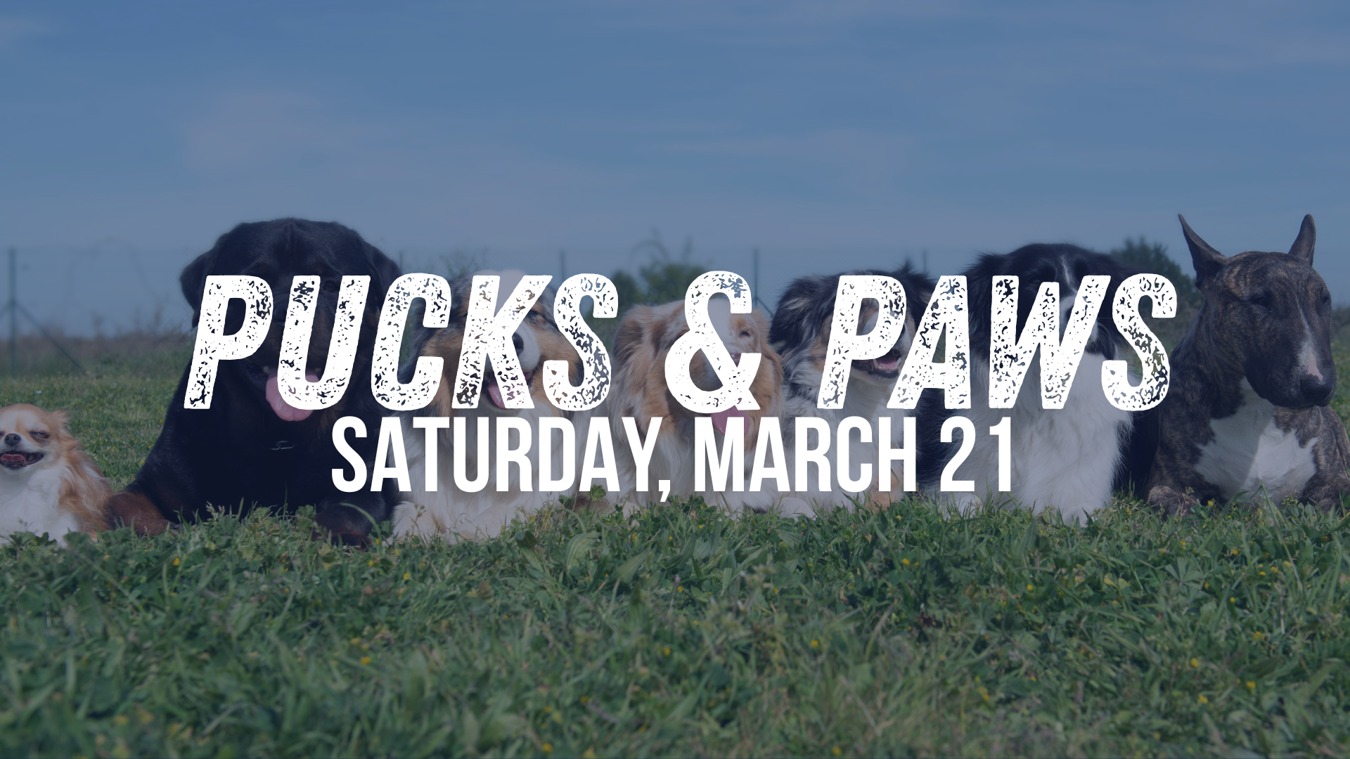 Pucks & Paws